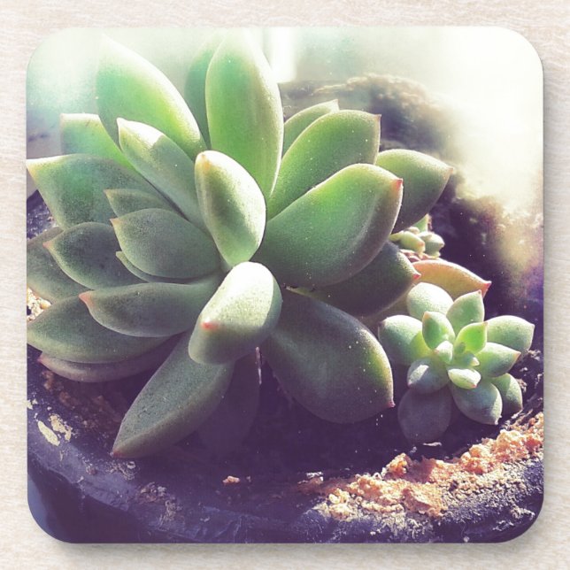 Porta-copo Plantas Pintinhos (Frente)