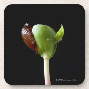 Porta-copo Plântulas de Apple com escudo da semente