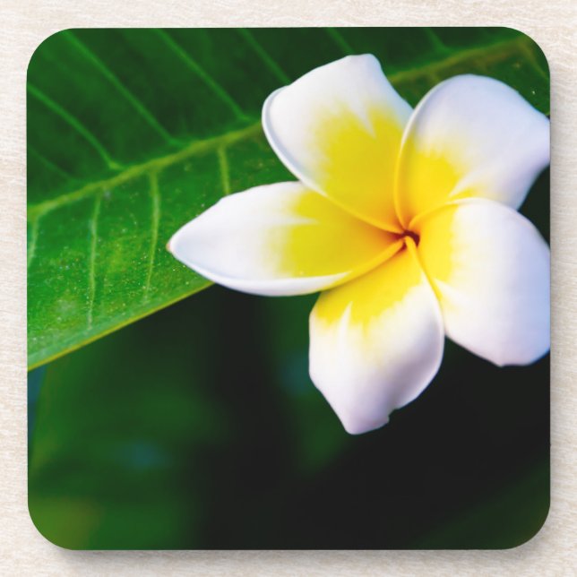 Porta-copo Plumeria (Frente)