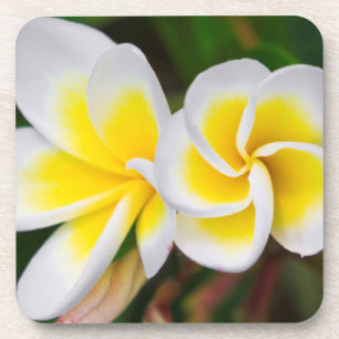 Porta-copo Plumeria floresce, Havaí