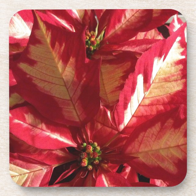 Porta-copo Poinsettia Rosa (Frente)