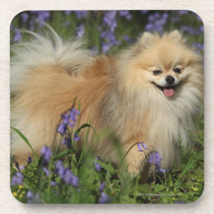 Porta-copo Pomeranian que olha a câmera nos Bluebells