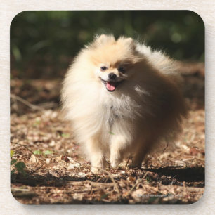 Porta-copo Pomeranian que trota nas folhas caídas