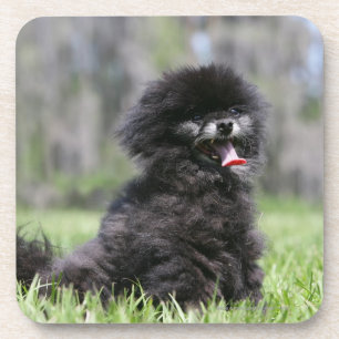 Porta-copo Pomeranian superior preto