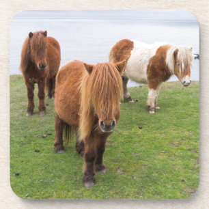 Porta-copo Pônei Shetland em Pastagem Perto de Falésias Altos