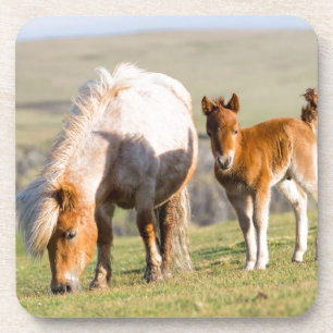 Porta-copo Pônei Shetland no Pasto Perto de Falésias Altos, É