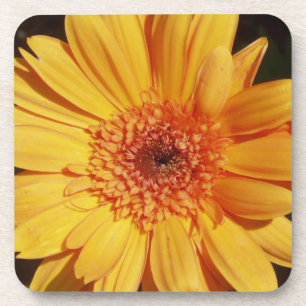 Porta-copo Portas copos alaranjadas do Gerbera