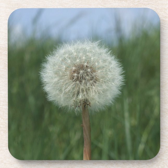 Porta-copo Portas copos Dandelion (Frente)