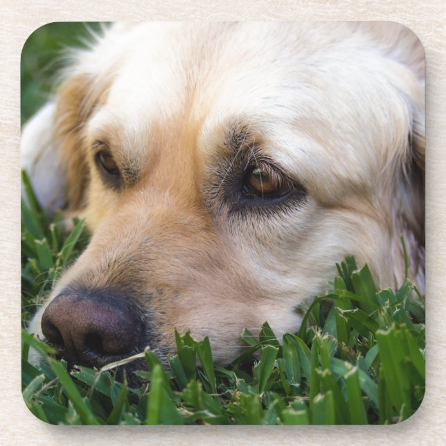 Porta-copo Portas copos do golden retriever (Frente)
