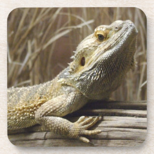 Porta-copo Portas copos do lagarto