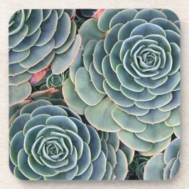 Porta-copo Portas copos do Succulent
