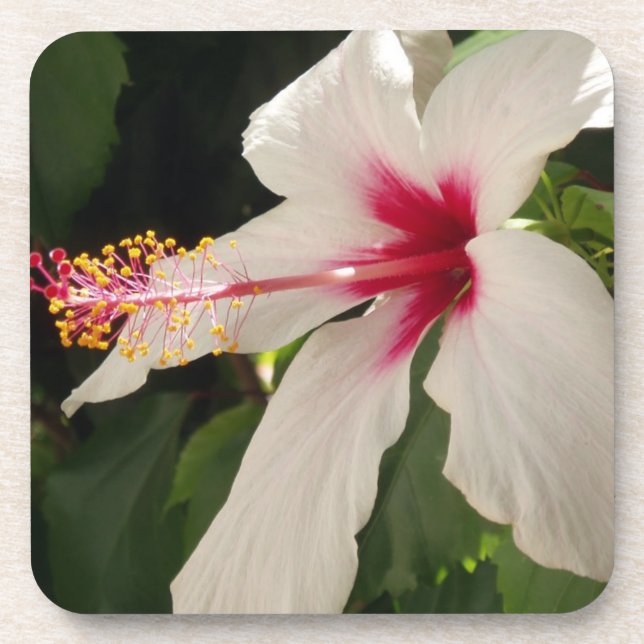 Porta-copo Portas copos Hibiscus (Frente)
