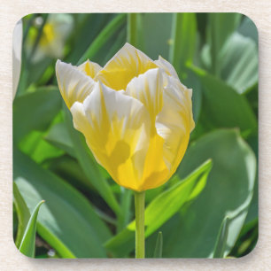 Porta-copo Portas copos plásticas duras da tulipa amarela e