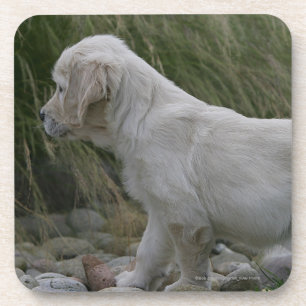 Porta-copo Posição do filhote de cachorro do golden retriev