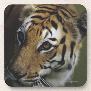 Porta-copo Posição do tigre (Panthera tigris), fim-acima de