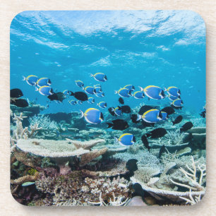 Porta-copo Praias Tropicais Sturgeon Entre Coral