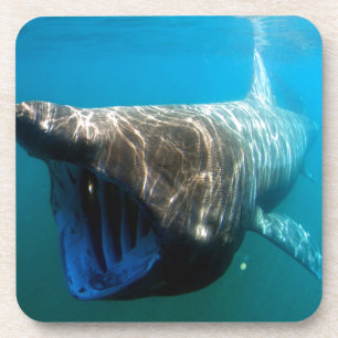 Porta-copo Presentes tropicais do destino do oceano do oceano