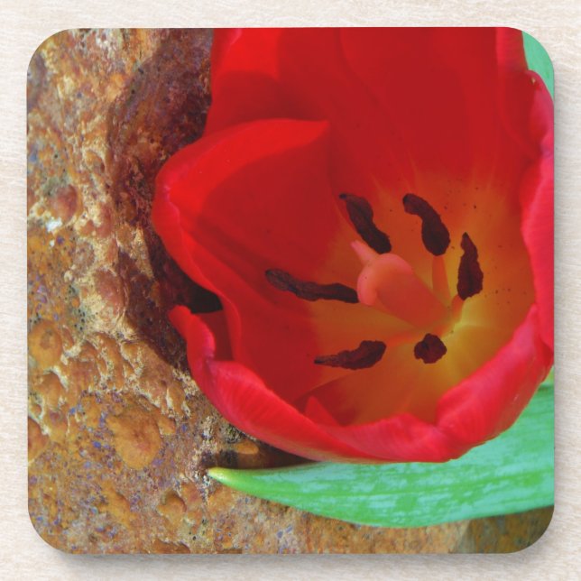 Porta-copo Primavera amarelo e Red Tulip (Frente)