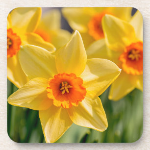 Porta-copo Primavera Daffodilos