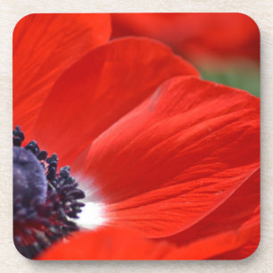 Porta-copo Primavera vermelho da papoila floral