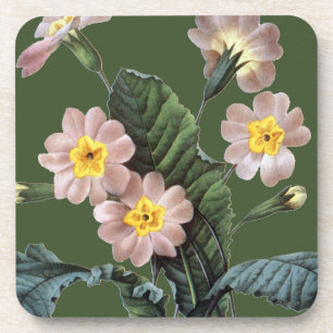 Porta-copo Prímula (Primula Aucalis)