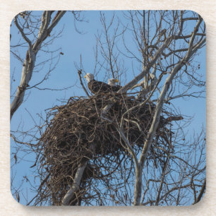 Porta-copo Problemas de Águia Dupla