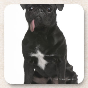Porta-copo Pug (bebê de um ano) que senta-se com sua