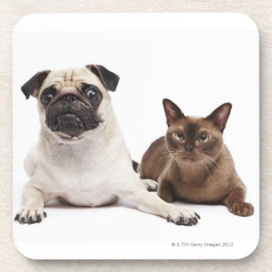 Porta-copo Pug e gato Burmese