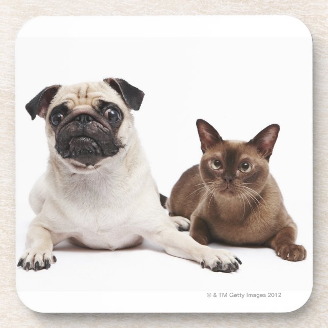 Porta-copo Pug e gato Burmese (Frente)