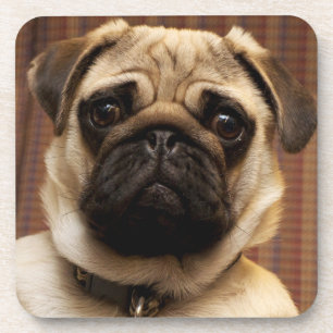 Porta-copo Pug Puppy