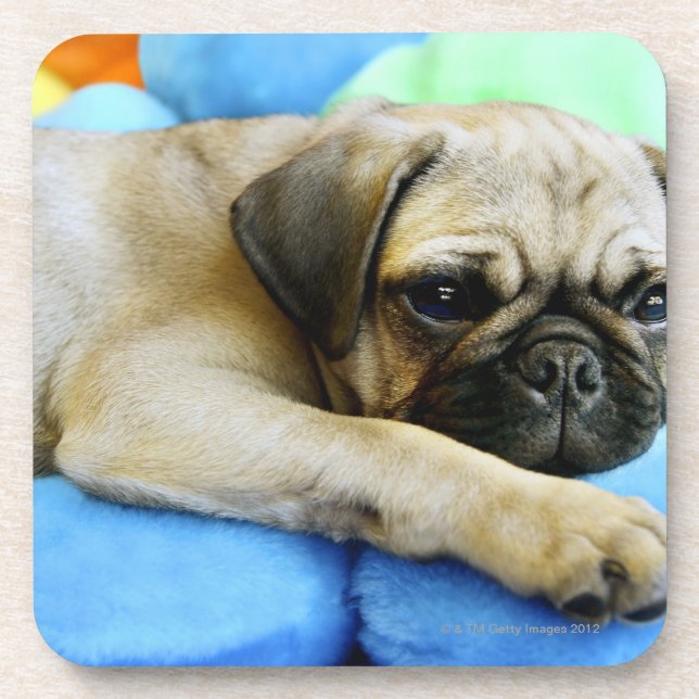 Porta-copo Pug que coloca em travesseiros (Frente)