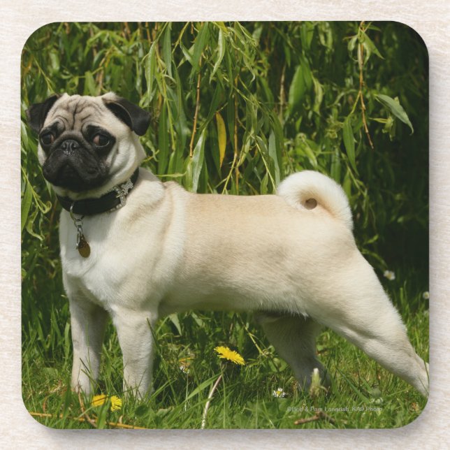 Porta-copo Pug que olha a câmera (Frente)