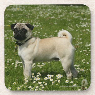 Porta-copo Pug Tocando em Flores