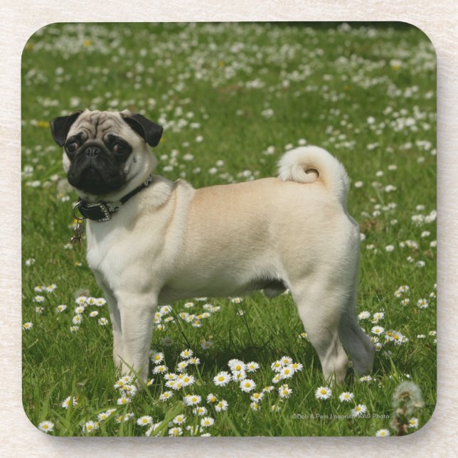 Porta-copo Pug Tocando em Flores (Frente)