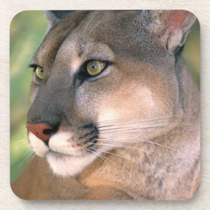 Porta-copo Puma, Califórnia