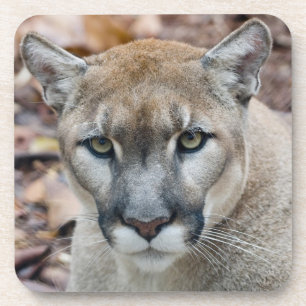 Porta-copo Puma, leão-da-montanha, pantera-da-flórida, Puma