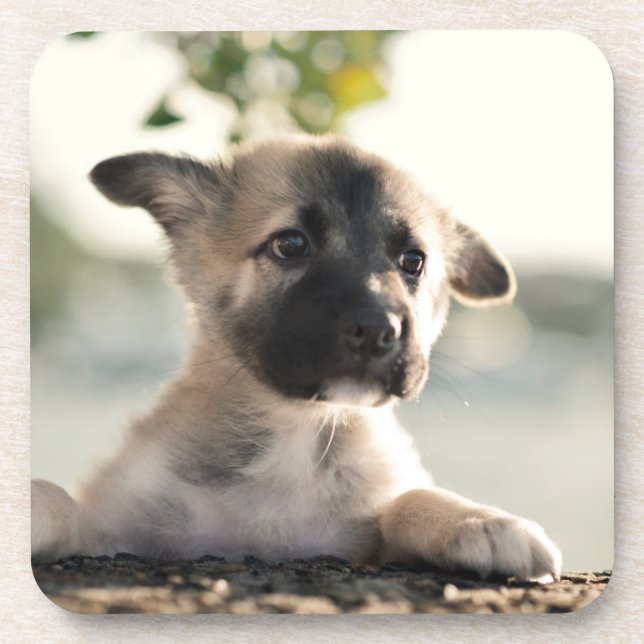 Porta-copo Puppy do german shepherd sobre a borda (Frente)