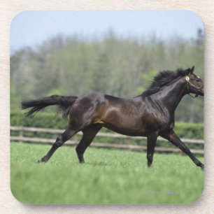 Porta-copo Puro-sangue do cavalo, Wassl 1988,