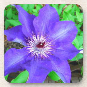 Porta-copo Purple Clematis Flower