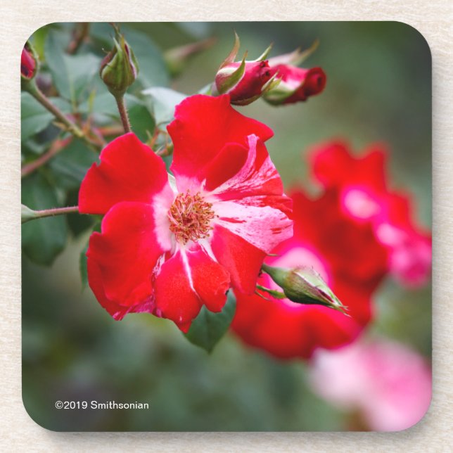 Porta-copo Quarto do arbusto de julho (Frente)