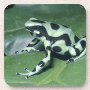 Porta-copo Rã venenosa, (Dendrobates auratus) Cahuita