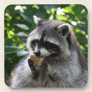 Porta-copo Raccoon_2015_0116