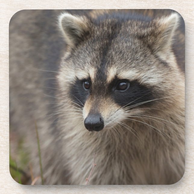 Porta-copo Raccoon, Procyon lotor, Flórida (Frente)