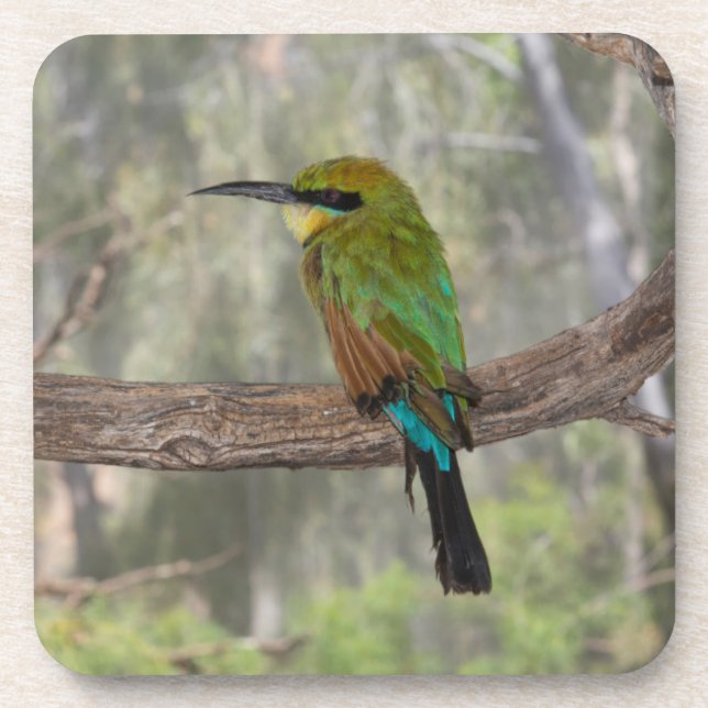 Porta-copo Rainbow bee eater bird, Austrália (Frente)