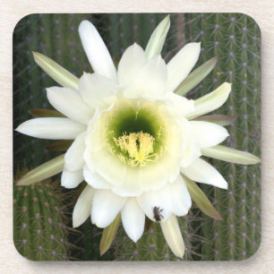 Porta-copo Rainha Da Flor De Cacto Noturna, Região Do Karoo