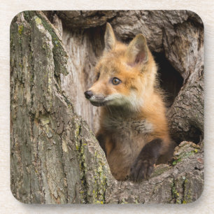 Porta-copo Raposa Vermelha Pequena num Hollow de Árvore
