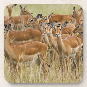 Porta-copo Rebanho de impalas fêmeas, Masai Mara, Quênia.