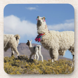 Porta-copo Rebanho de lamas decorados na Puna, cordilheira do