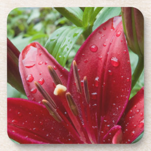 Porta-copo Red Asiatic Lily Com Buds