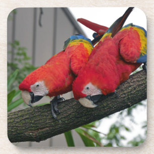 Porta-copo Red Macaws 2.JPG